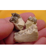 (F302-8) Genuine Fossil Oreodont Merycoidodon Culbertsoni PARTIAL JAW BO... - $19.22 CAD