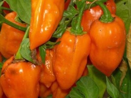 50 Hot Orange Habanero Pepper Capsicum Chinense Vegetable   - £13.58 GBP