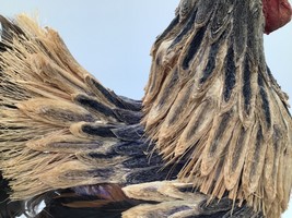 Item image 15