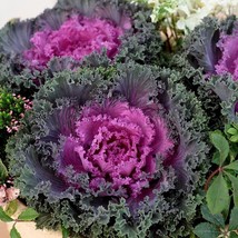 HGBO 25 Seeds Flowering Kale Nagoya Series Mix Annual Seeds From US - $8.72