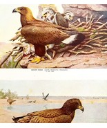 Golden Eagle Bald Eagle 1936 Bird Art Lithograph Color Plate Print DWU12D - $465.61 MXN