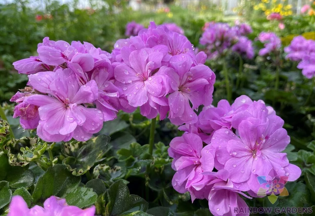 Seeds USA Seller 25 Precision Dark Lavender Ivy Leaf Geranium Seeds - £8.46 GBP