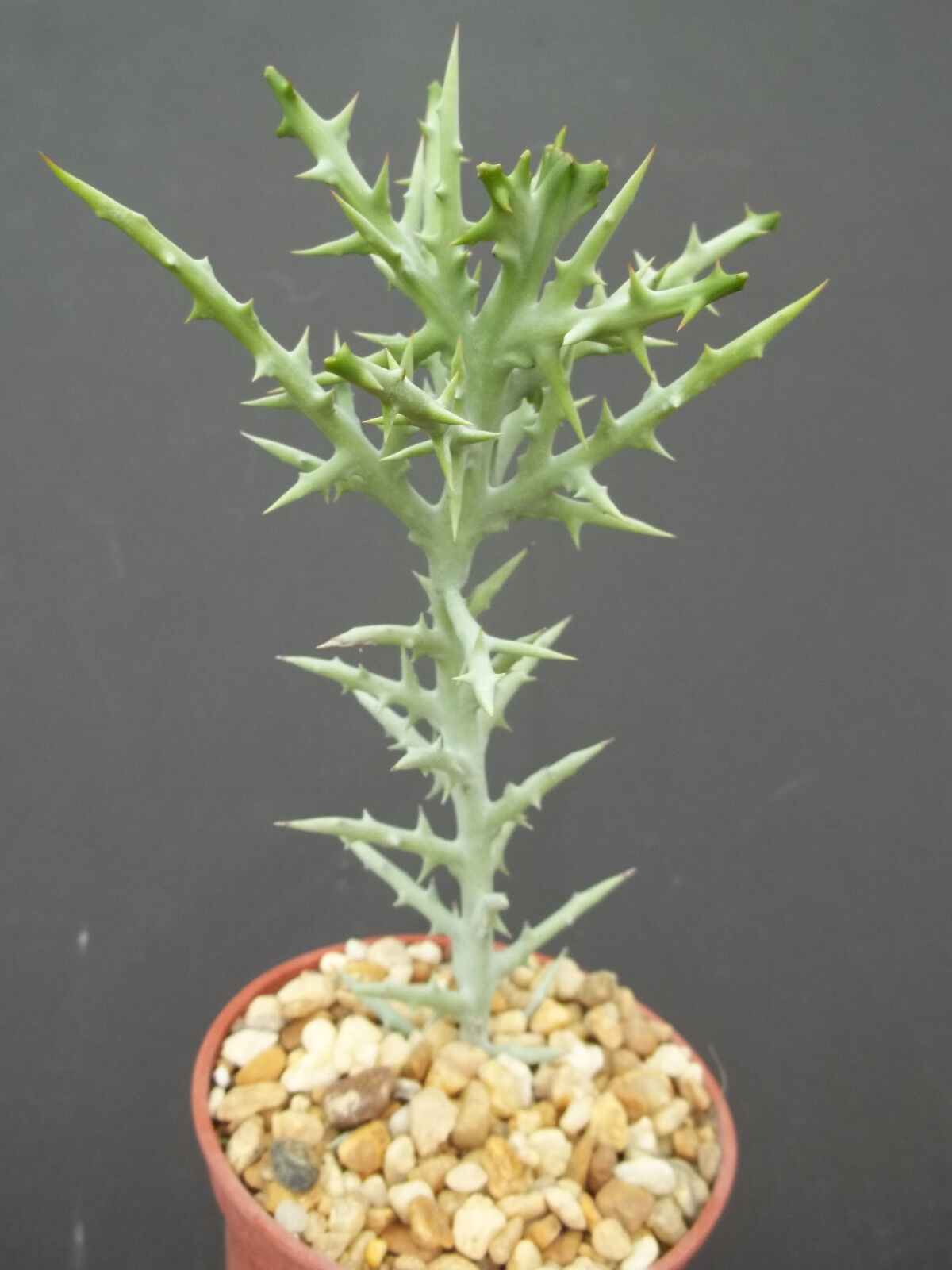Euphorbia Stenoclada Exotic Africa Cactus Plant Succulent Milk Tree Cacti 4" Pot
