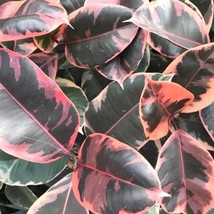 Ficus Tineke Belize Rubber Tree Starter Plant 2 Plants New Fresh  - $59.80