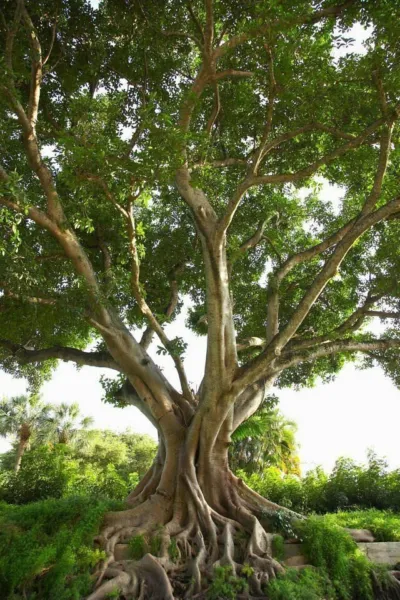 Ficus Religiosa Sacred Fig Bo Tree 5 Fresh Seeds for Planting - £19.42 GBP