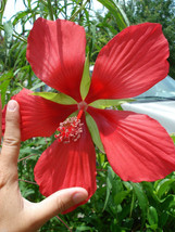 10 Giant Red Star Hibiscus Seeds-1096A - £3.19 GBP