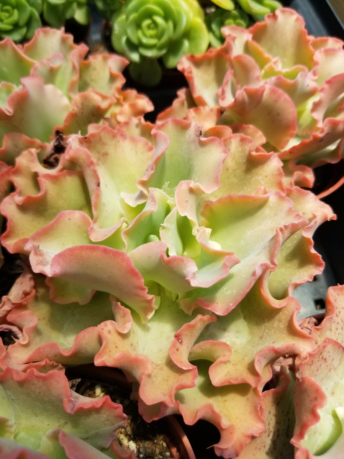 Echeveria Peach Curls (4&quot;pot) - $10.99
