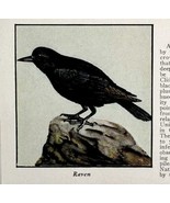 Raven Bird Print 1931 Blue Book Birds Of America Animal  Corvids Art PCB... - $29.99