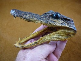 G-Def-257) 4-1/8&quot; Deformed Gator Alligator Head Jaw Teeth Taxidermy Weird Gators - £30.63 GBP