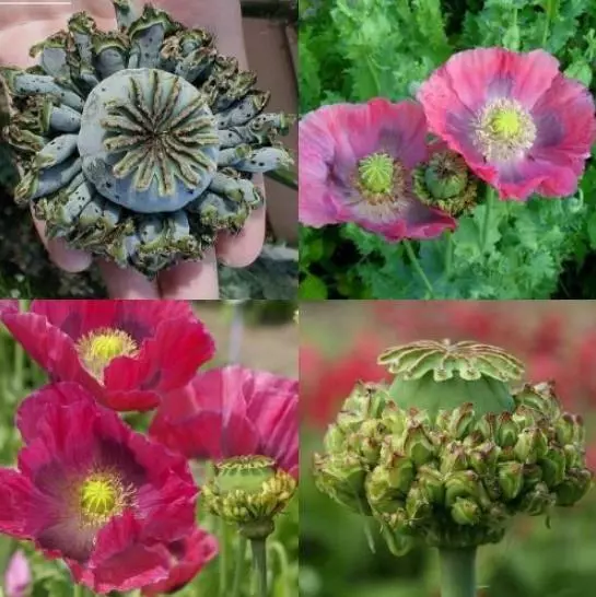 Papaver Poppy Hens And Chicks Poppy Hens And Chicks ~ 2000 Seeds - £13.99 GBP