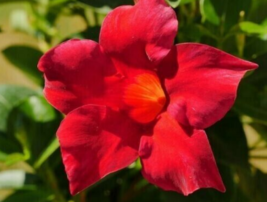 2 Pc Red Mandevilla Flower Live Starter Well Rooted 5&quot; Tall - RK - £19.81 GBP