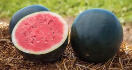 SEPT 25 Quality Sweet Black Diamond Premium Watermelon Seeds A 76 - $5.88