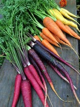 500 Seeds Rainbow Carrot to Grow Colorful Blend of Exotic Carrots - £13.33 GBP