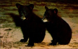Vintage Postcard Black Bear Cubs In The Great Smoky Mountains National Park BK49 - £4.77 GBP