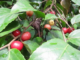 Flacourtia Jangomas Indian Coffee Plum Tree Fresh Seeds - £14.82 GBP