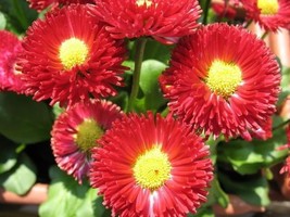 BPA 100 Seeds Red English Daisy Bellis Perennis Flower From USA - $9.90