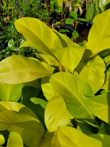 Philodendron Golden Goddess Neon Vine Tropical Houseplant Aroid7 Inch Cu... - $15.98