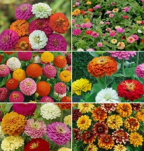 VN 50 Seeds Ultimate Zinnia Flower Seed Mix Garden Seeds - $7.99
