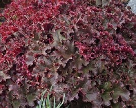 30 Melting Fire Heuchera Deer Reaistant Ground Cover Perennial Flower Seeds Gard - $14.98