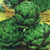 Green Globe Italian Artichoke 4 Seeds Open Pollinated Vegetables E3931 Fresh Gar - $9.86