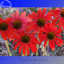 Sprite Fire Red Echinacea 100 Seeds Big Petals With Small Heart Coneflowers Ts25 - $8.38