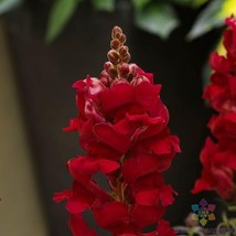 1000+ Sonnet Crimson Snapdragon Seeds For Garden Planting - USA - ! - £5.06 GBP