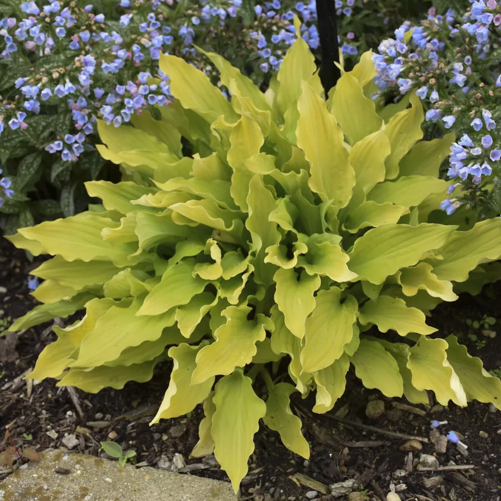 Hosta Time In A Bottle Small Yellow Disease-Free 2.5 Inch Pot  - £22.12 GBP