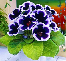 100 Seeds Purple White Side Gloxinia Seeds Flowering Plants Sinningia Speciosa B - $10.87