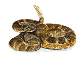 Rattlesnake Rattle Rattler Snake Vinyl Auto Truck Window Glass Decal Sticker Art - £5.55 GBP+