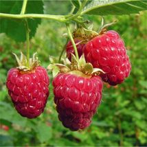 20 Red Raspberry Seeds - £2.78 GBP