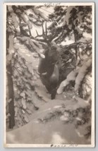RPPC Beautiful Elk In Snow c1910 Real Photo Postcard A50 - $14.95