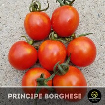 Principe Borghese Tomato Seed Gardening Fresh USA SHIPPING - £5.38 GBP