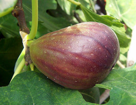 Fig  (Black Mission) Fruiting Fig Tree - £33.35 GBP