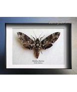 Tobacco Hornworm Sphinx  Manduca Rustica Real Moth Framed Entomology Shadowbox - $62.99