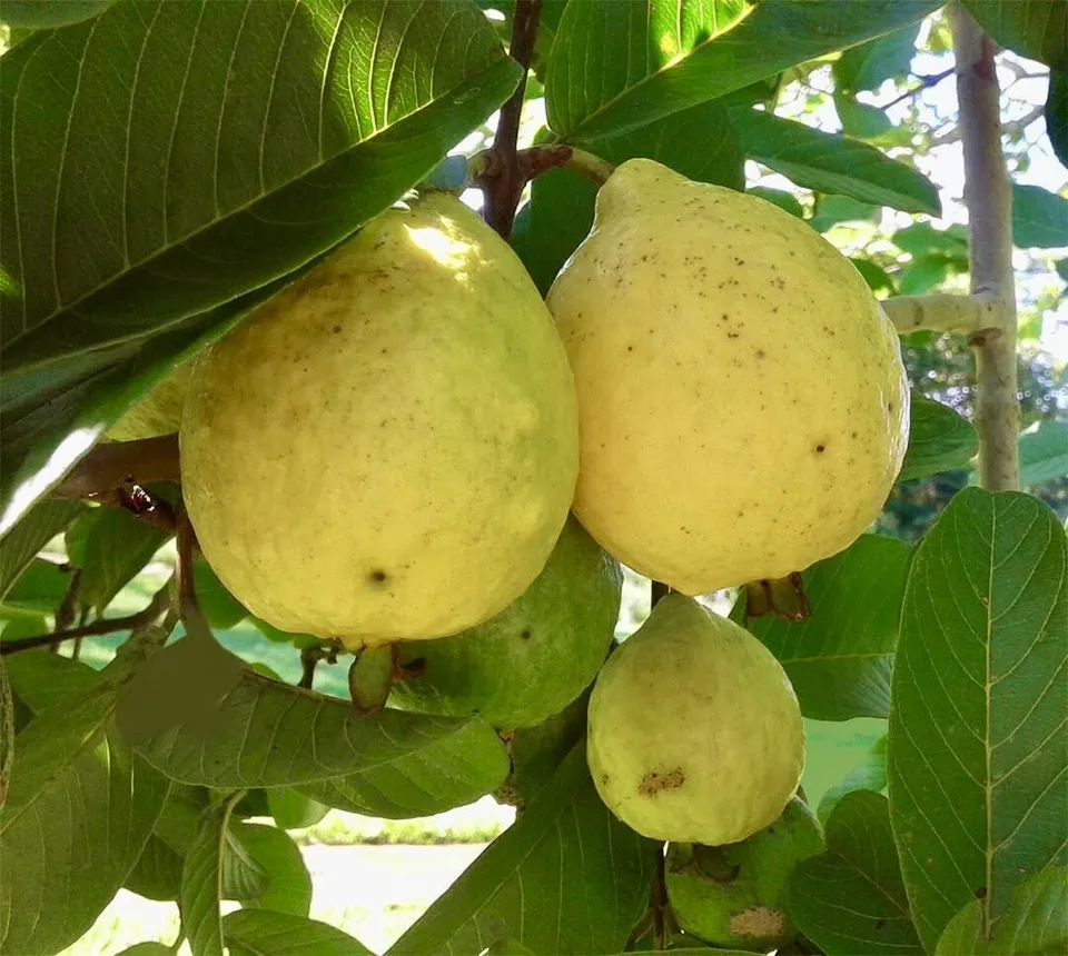 Fruit Tree Guava Pear 24 to 36 Live Plant - $78.98