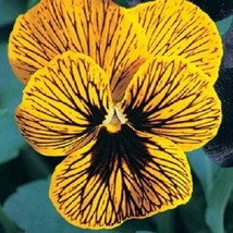 THJAR 30 Viola Angel Tiger Eye / Perennial Flower Seeds - £5.43 GBP