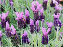 100 Seeds Spanish Lavender Castillano Lavandula Evergreen - £5.38 GBP