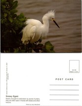 Florida(FL) Animals Snowy Egret Bird Poised on Branch Vintage Postcard - £7.34 GBP