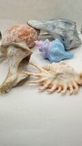Five beautiful Shells - Florida Keys - - $27.71