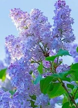 25 Thistle Lilac Seeds Tree Fragrant Flowers Seed Flower 984 Gardening U... - $15.00