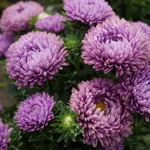 Fresh Seeds Aster Seeds Aster Callistephus Dwarf Milady Lilac Flower Seed 2000 S - $19.98