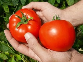 AD 50 Seeds Red Morning Tomato Tomatoe Vegetable Home Garden - $13.26