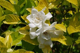 GOLD DOUBLOOM~~Gardenia Jasminoides Plant~~Neon yellow foliage &amp; double blooms - £23.97 GBP