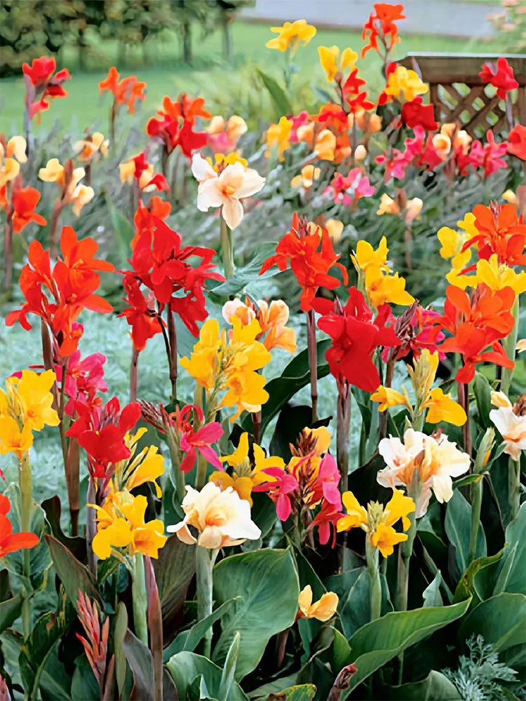 Canna Indica Mixed  (50-500seeds)  stunning mix of colors and robust - £10.95 GBP+