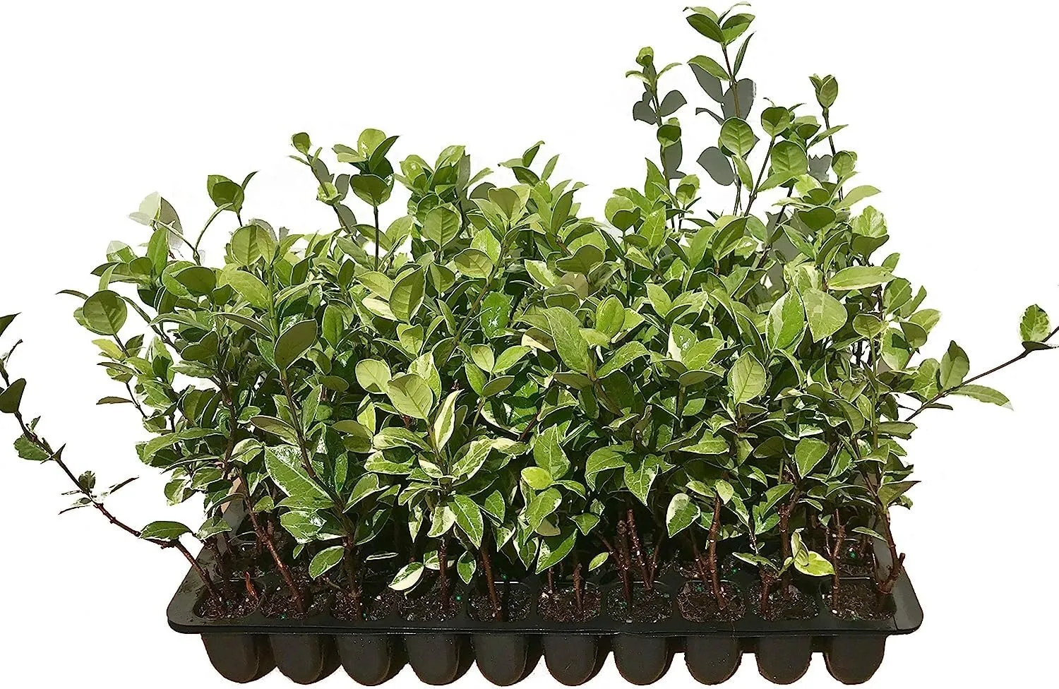 Confederate Jasmine Variegated Live Plants Trachelospermum Jasminoides - £32.02 GBP