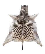 Real Zebra Skin Rug Hide #48 Size:  8 X 6.3 feet Genuine Burchells Zebra... - $16,522.34 MXN