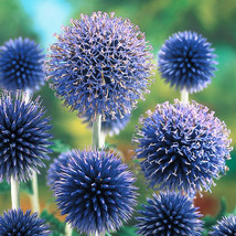 200+ Blue Globe Thistle Seeds – Hardy Perennial Pollinator Flower - $16.50