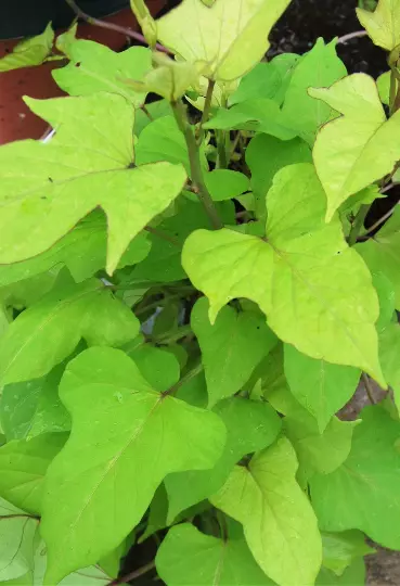 Sweet Caroline Ipomoea Batatas Lime Green Morning Glory Sweet Potato Vine - £12.26 GBP