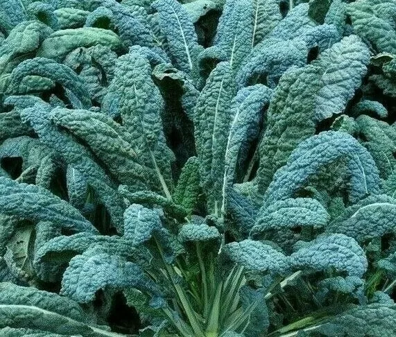 300 Seeds Lacinato Kale Dinosaur Kale Heirloom Seeds Sprout Fast Enjoy Beauty - £9.06 GBP