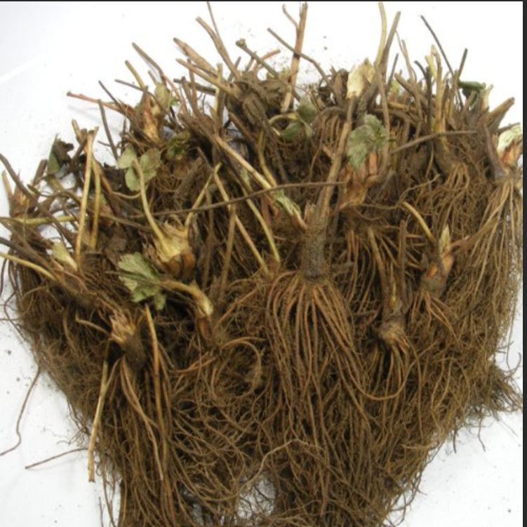 50 Chandler Strawberry Plants - Live Bare Root Plants - $56.00